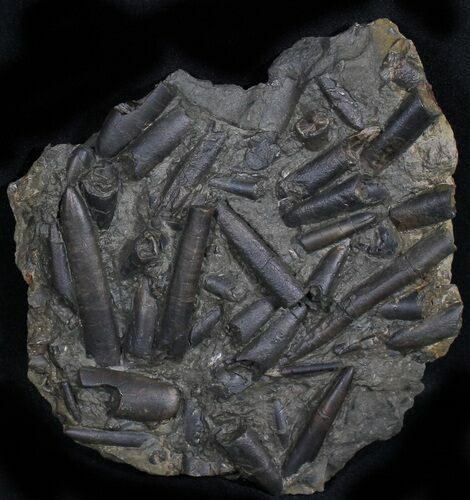 Belemnite Mass Mortality Plate - Germany #31480